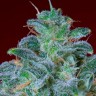 Mohan Ram feminised Ganja Seeds