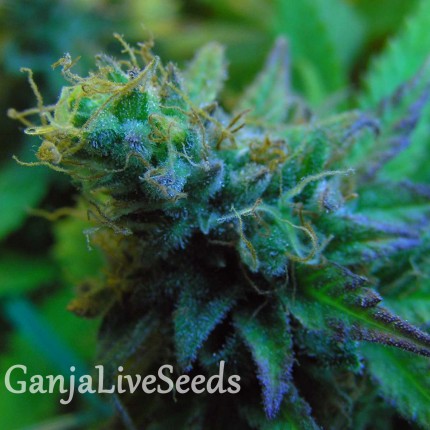 Jock Horror feminised Ganja Seeds
