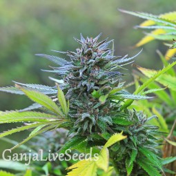 Super Hash feminised Ganja Seeds