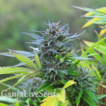 Super Hash feminised Ganja Seeds