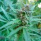 Качественные семена марихуаны Durban Poison