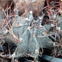 Astrophytum niveum