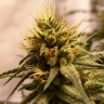 Pineapple Chunk feminised Ganja Seeds