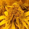 Pineapple Chunk feminised Ganja Seeds