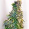 семена конопли Украина Mazar feminised Ganja Seeds