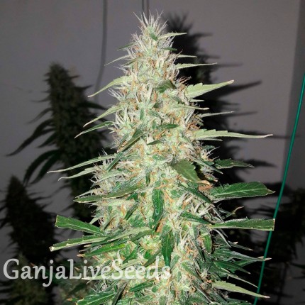 Auto Power Plant feminised Ganja Seeds