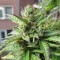 купить семена конопли автоцвет Northern Lights x Skunk feminised