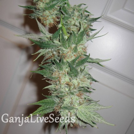 G13 feminised GanjaLiveSeeds