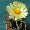 Семена кактусов Astrophytum niveum nudum pp 397