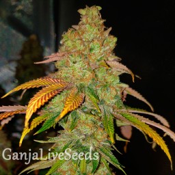 Bad Azz Kush feminised Ganja Seeds