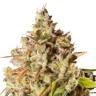 Royal Gorilla feminised Ganja Seeds