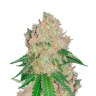 Royal Gorilla feminised Ganja Seeds