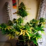 Royal Gorilla feminised Ganja Seeds