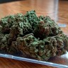 Royal Gorilla feminised Ganja Seeds