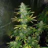 Royal Gorilla feminised Ganja Seeds