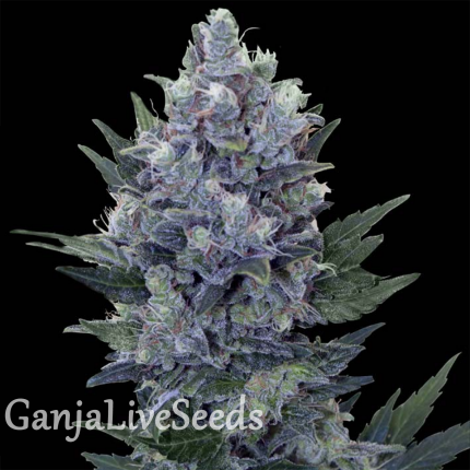 Northern Lights feminised Ganja Seeds