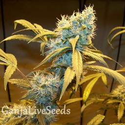 Northern Lights feminised Ganja Seeds