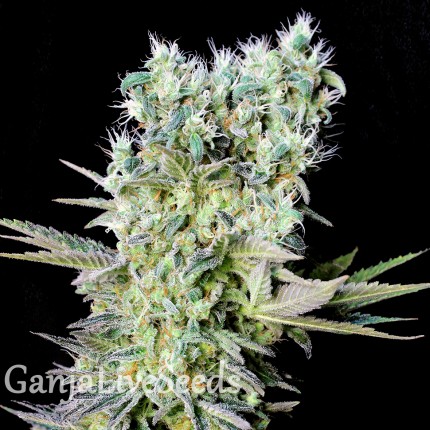 Northern Lights feminised Ganja Seeds