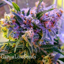 Galaxy feminised GanjaLiveSeeds