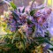 семена конопли марихуаны Galaxy feminised Ganja Live Seeds