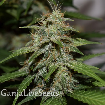 Auto Cheese feminised Victory Seeds