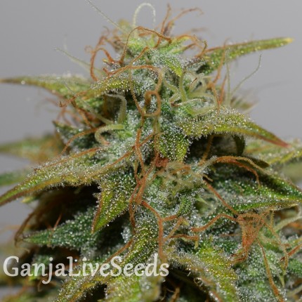 Auto Cheese feminised Victory Seeds