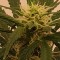 семена конопли  Gelato feminised Ganja Live Seeds