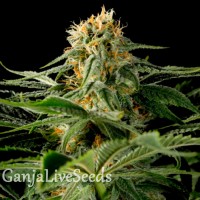 California Hash Plant feminised GanjaLiveSeeds