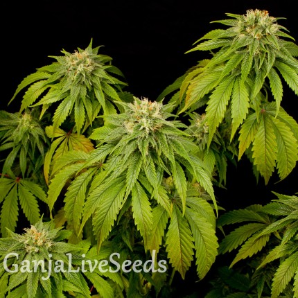 California Hash Plant feminised GanjaLiveSeeds