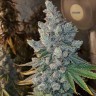 Sugar Black Rose (DS27) feminised Ganja Seeds
