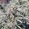 Sugar Black Rose (DS27) feminised Ganja Seeds