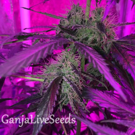 Auto Blue Mystic regular Ganja Seeds