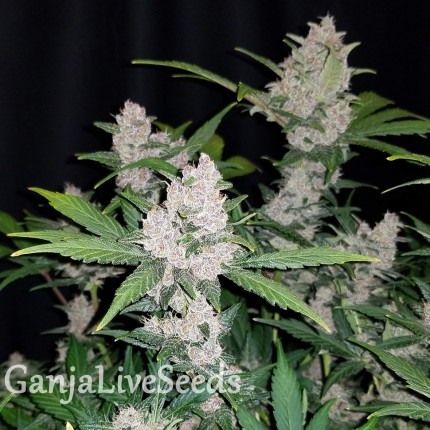 Auto Fastberry feminised Ganja Seeds