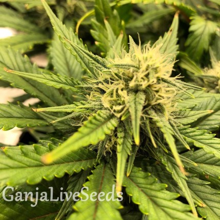 Auto Chocolope feminised Victory Seeds