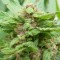 Недорогие семена конопли Grapefruit Alpha Dog feminised Ganja Live Seeds