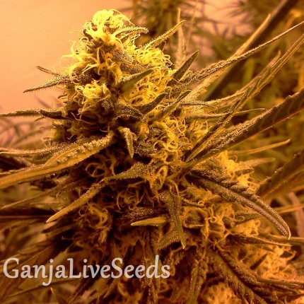 Grapefruit Alpha Dog feminised GanjaLiveSeeds