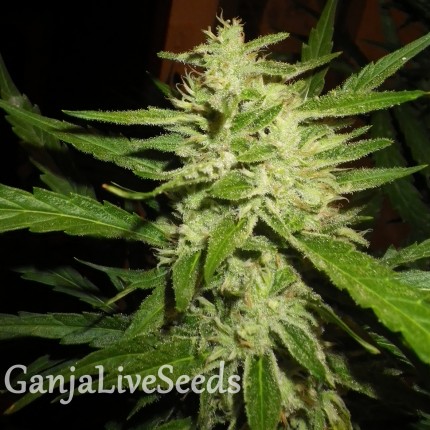 Super Lemon Haze feminised Ganja Seeds