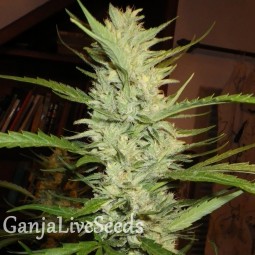Super Lemon Haze feminised Ganja Seeds
