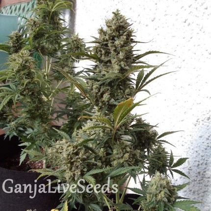 Auto Chronic XXL feminised Victory Seeds