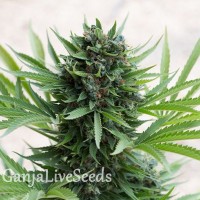 Grapefruit Diesel feminised GanjaLiveSeeds