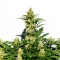 Качественные семена конопли Grapefruit Diesel feminised Ganja Live Seeds