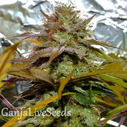 Grapefruit Diesel feminised GanjaLiveSeeds