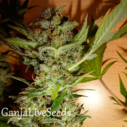 Bubble Gum feminised Ganja Seeds