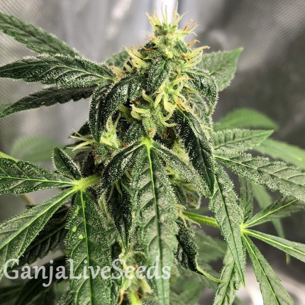 Auto New York City feminised Ganja Seeds