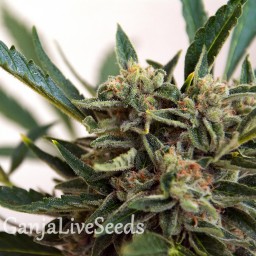 Original Skunk #1 feminised Ganja Seeds