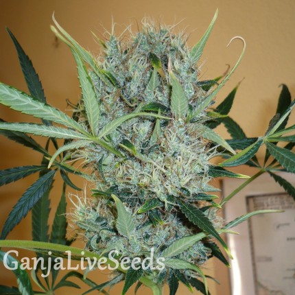Kali Mist feminised GanjaLiveSeeds
