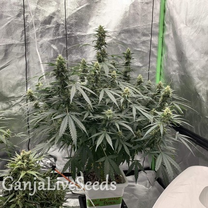 Auto Critical feminised Victory Seeds