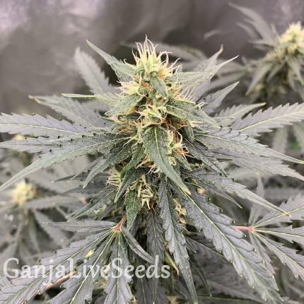 Auto Critical feminised Victory Seeds