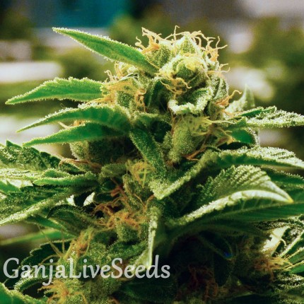 Grapefruit feminised GanjaLiveSeeds