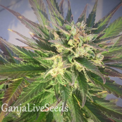 Grapefruit feminised GanjaLiveSeeds